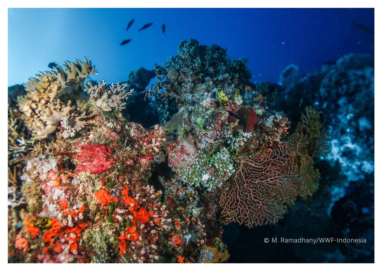 Diving in Ututkol cape