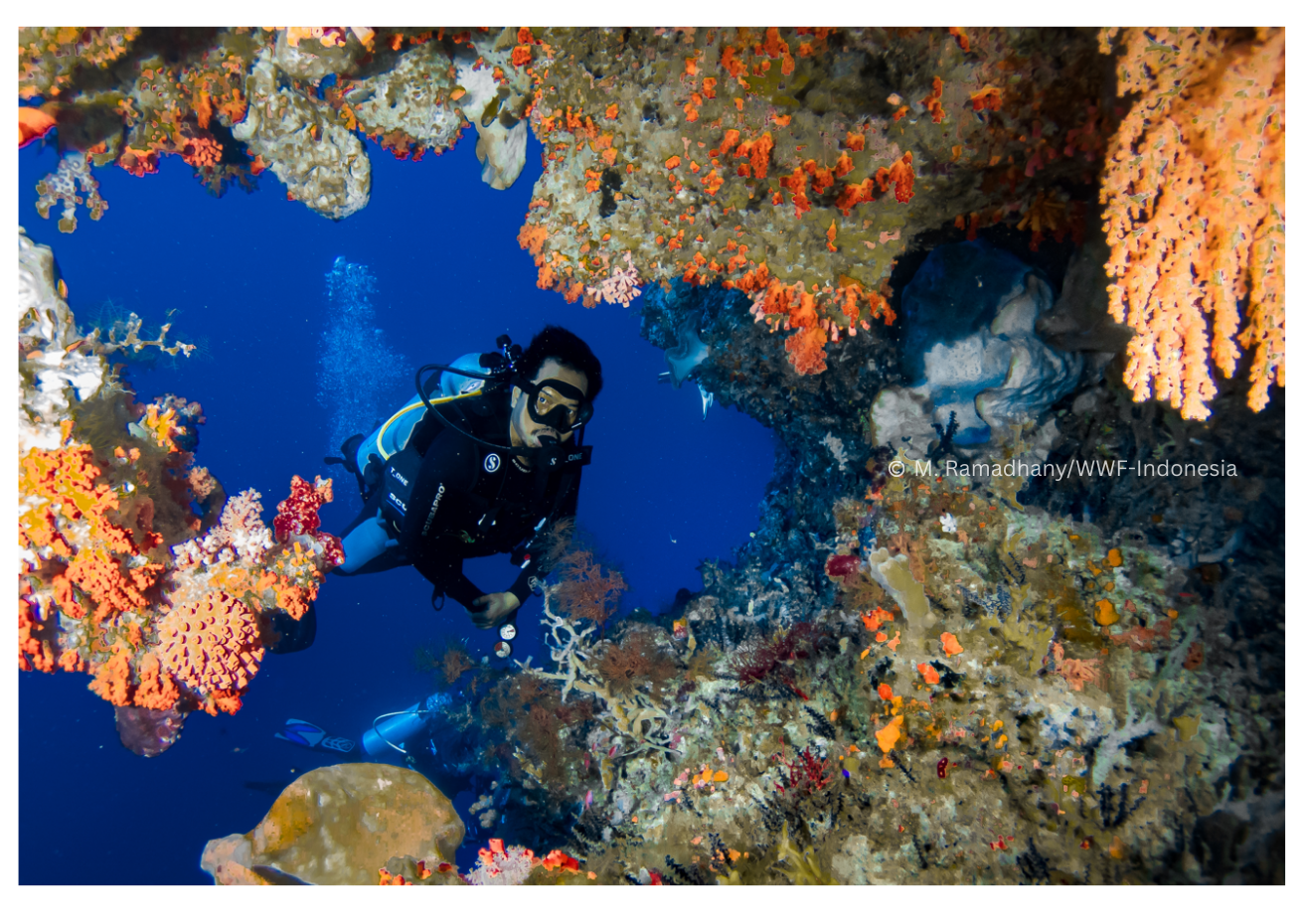 Spot Diving Ututkol